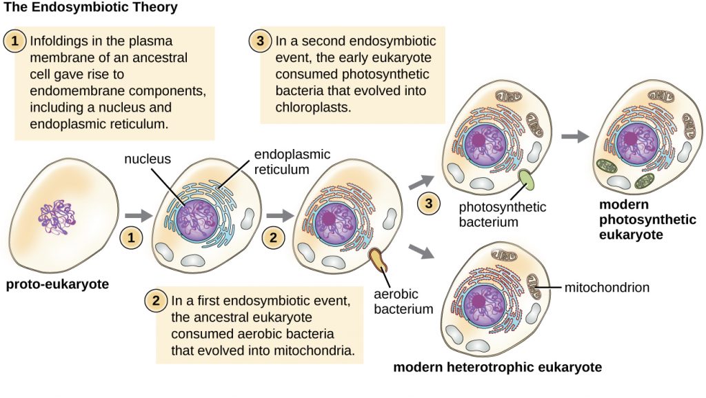 Diagram of the endosymbiotic theory.