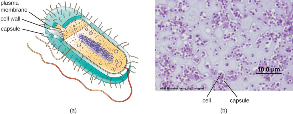 In The Figure Which Diagram Of A Cell Wall Has A Structure That