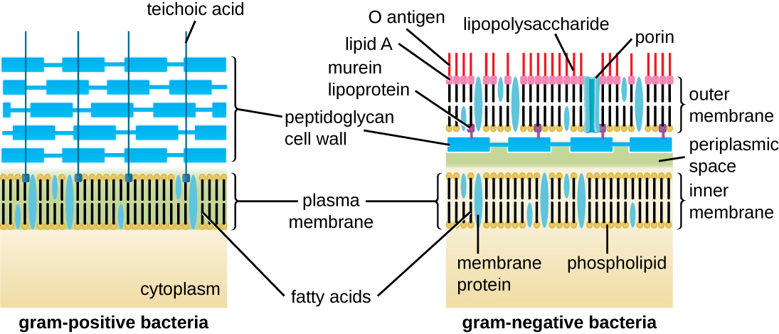 A diagram comparing the details of gram-positive and gram-negative bacterial cell walls.