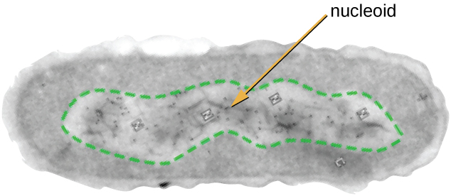 This figure is an electron micrograph of an oval cell with a lighter region in the centre of the cell. The lighter region takes up approximately one third of the volume of the cell and is labeled nucleoid.