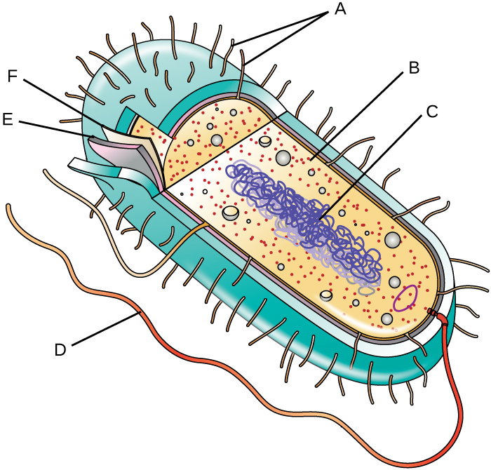 3.3 Unique Characteristics of Prokaryotic Cells – Microbiology ...