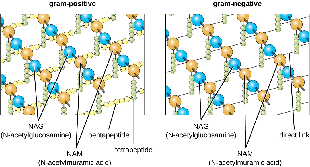 The diagram of the gram-positive and gram-negative cell walls.