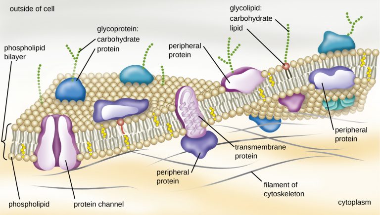 3.3 Unique Characteristics of Prokaryotic Cells – Microbiology ...