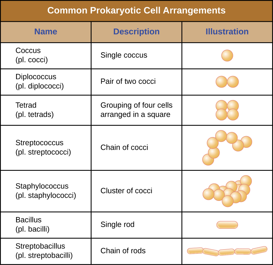 This is a table that summarizes the common prokaryotic cell arrangements.