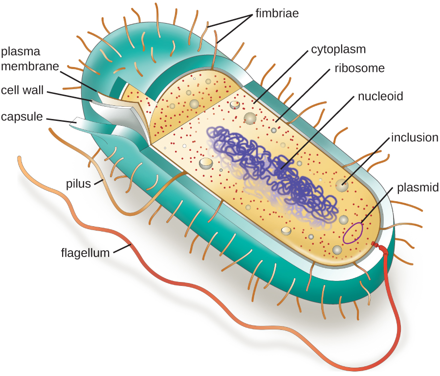 3.3 Unique Characteristics of Prokaryotic Cells – Microbiology