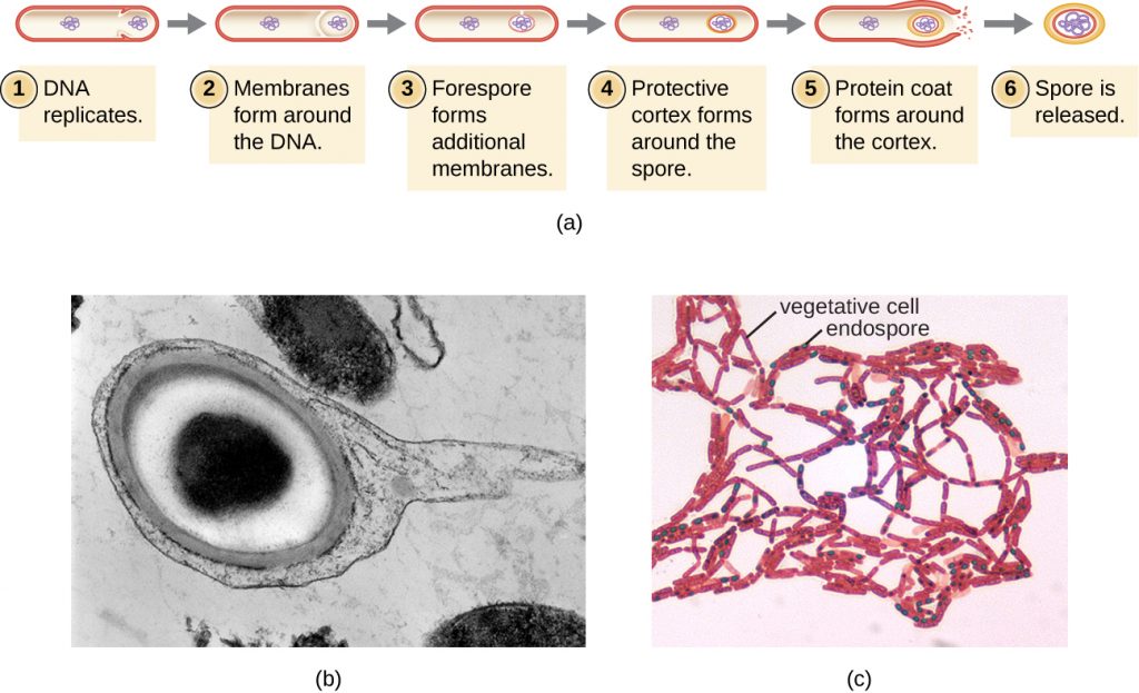 a) A diagram showing the process of sporulation.