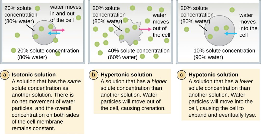 This diagram depicts the different directions of movement of water in different osmolarities.