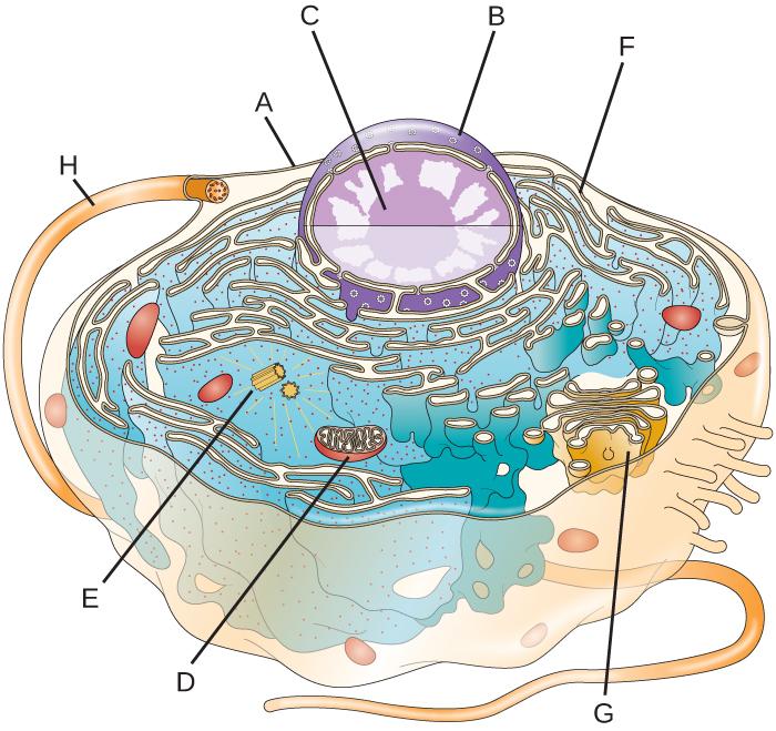 unlabeled eukaryotic animal cell