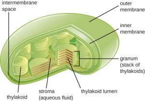 3.4 Unique Characteristics of Eukaryotic Cells – Microbiology: Canadian ...