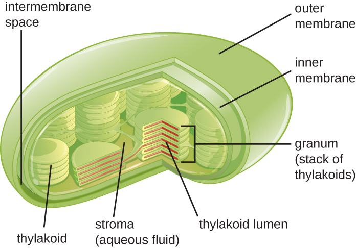 3-4-unique-characteristics-of-eukaryotic-cells-microbiology-canadian