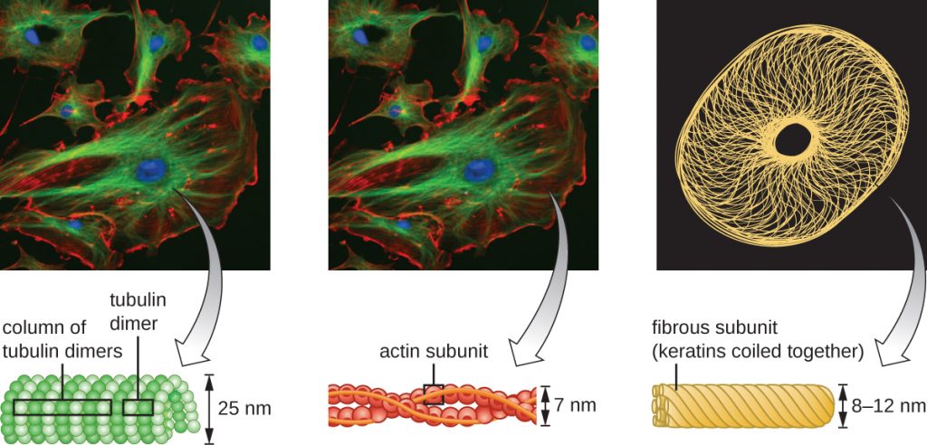 A fluorescence micrograph showing the cytoskeleton.