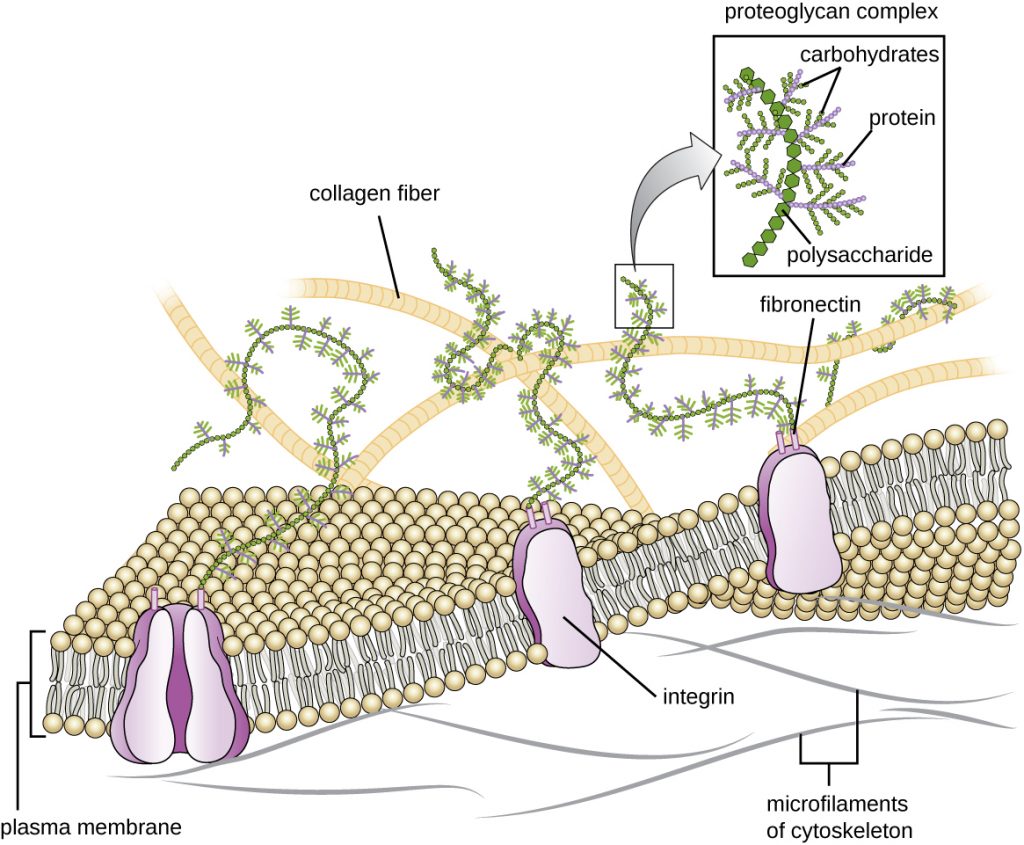 A general structure of a fragment of the intima cell membrane [38] |  Download Scientific Diagram