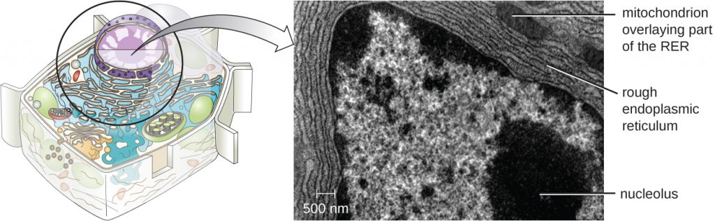 a) A small diagram of the cell highlighting the nucleus and endoplasmic reticulum. The nucleus is a large sphere in the cell and the endoplasmic reticulum is a series of webbed membranes just outside the nucleus. B) A micrograph showing these same structures. Outside the nuclear envelope are many lines labeled rough endoplasmic reticulum. A smaller set of lines is labeled mitochondrion overlaying part of the RER.