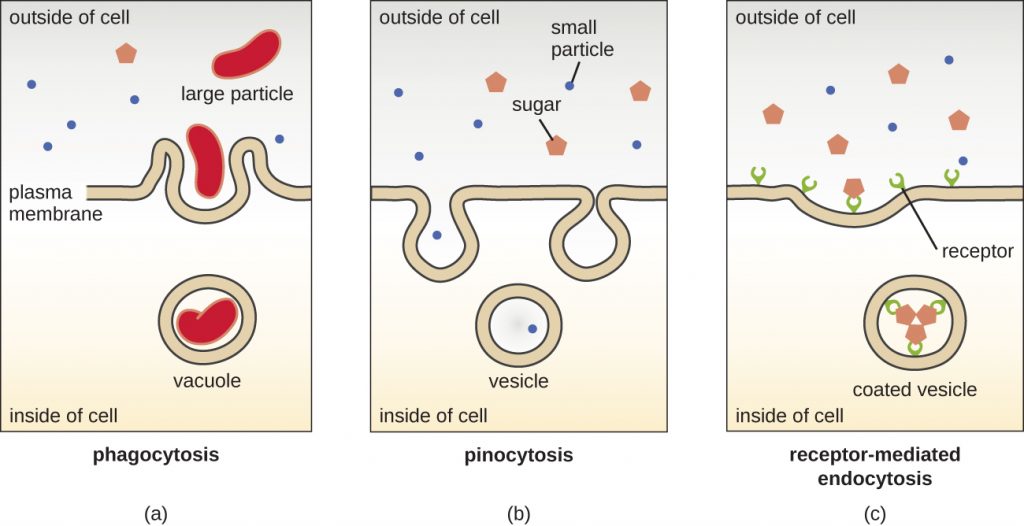 Diagrams comparing phagocytosis, pinocytosis and receptor-mediated endocytosis.
