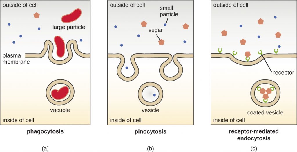 3 4 Unique Characteristics Of Eukaryotic Cells Microbiology Canadian Edition