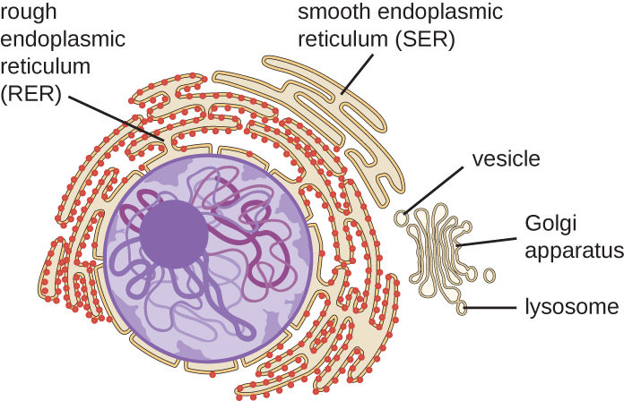 3.4 Unique Characteristics of Eukaryotic Cells ...