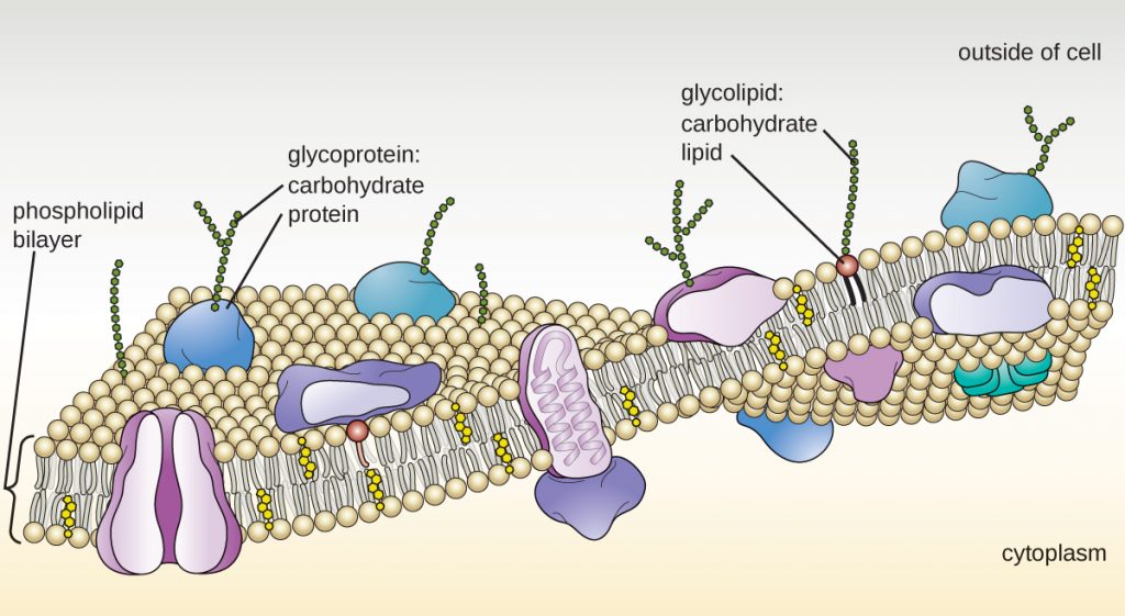 A drawing of the plasma membrane.