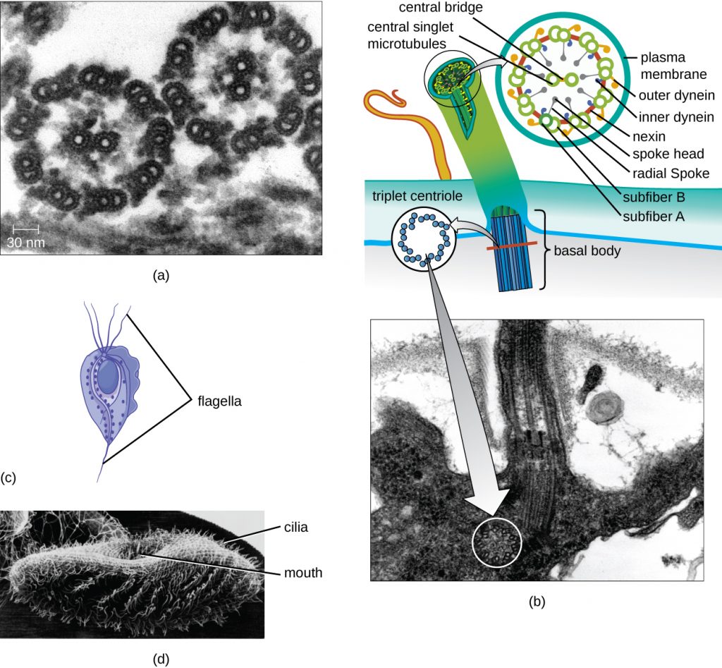 Micrographs and diagram of eukaryotic flagella and cilia.