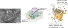 3.4 Unique Characteristics of Eukaryotic Cells – Microbiology: Canadian ...