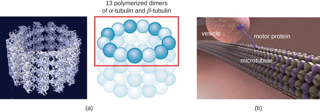 A) a computer simulation shows microtubules as spheres forming a rube structure. This can be drawn as spheres forming a ring; stacks of these rings form the tube. Each ring is 13 polymerized dimers of alpha-tubulin and beta-tubulin. C) The long tubes that are formed create a structure similar to a railroad track; motor proteins move along the microtubule track to carry vesicles throughout the cell.