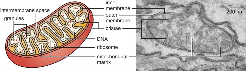 diagram and electron micrograph of the mitochondrion.