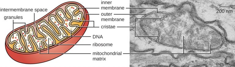 3.4 Unique Characteristics of Eukaryotic Cells – Microbiology: Canadian ...