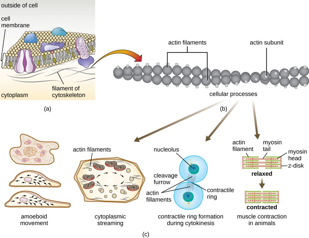 3 4 Unique Characteristics Of Eukaryotic Cells Microbiology Canadian Edition