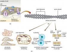 3.4 Unique Characteristics of Eukaryotic Cells – Microbiology: Canadian ...