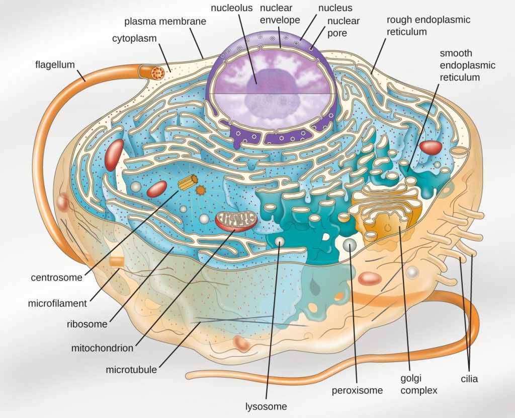 Under high magnification, it shows the stacks of Golgi apparatus