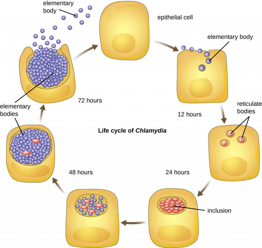 A diagram showing the life cycle of Chlamydia. An epithelial cell is infected by small spheres labeldd elementary bodies. Within 12 hours, these form into reticulate bodies which divide to form inclusions within 24 hours. Within the inclusions more elementary bodies are formed and within 72 hours these are released when the cell ruptures.