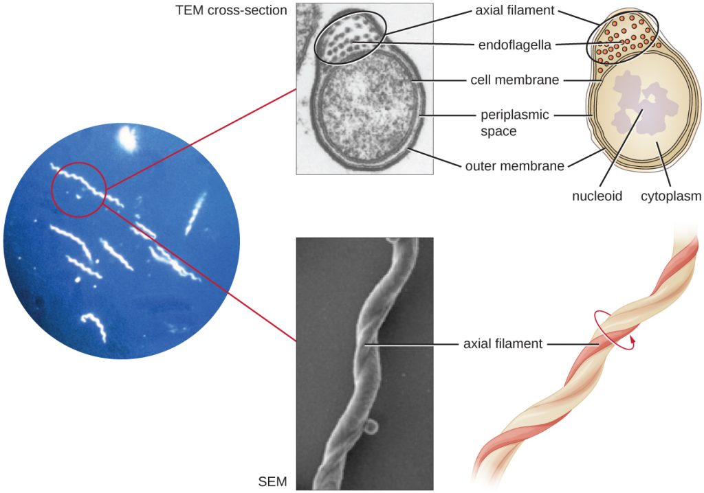 Light micrograph, electron micrograph and diagrams of spirochetes and their flagella.