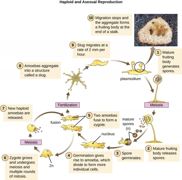 5.1 Unicellular Eukaryotic Parasites – Microbiology: Canadian Edition