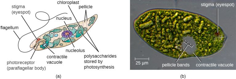 5.1 Unicellular Eukaryotic Parasites – Microbiology: Canadian Edition