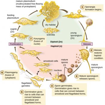 5.1 Unicellular Eukaryotic Parasites – Microbiology: Canadian Edition