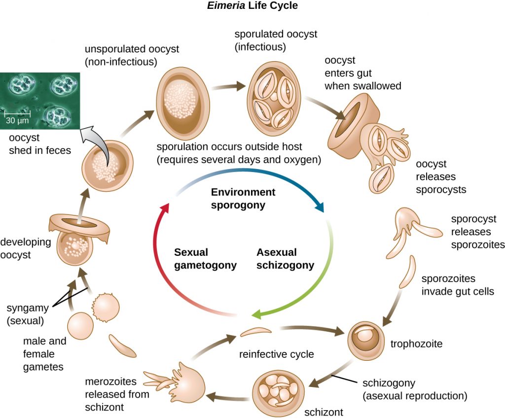 Diagram depicting the sexual and asexual life cycles of Eimera.