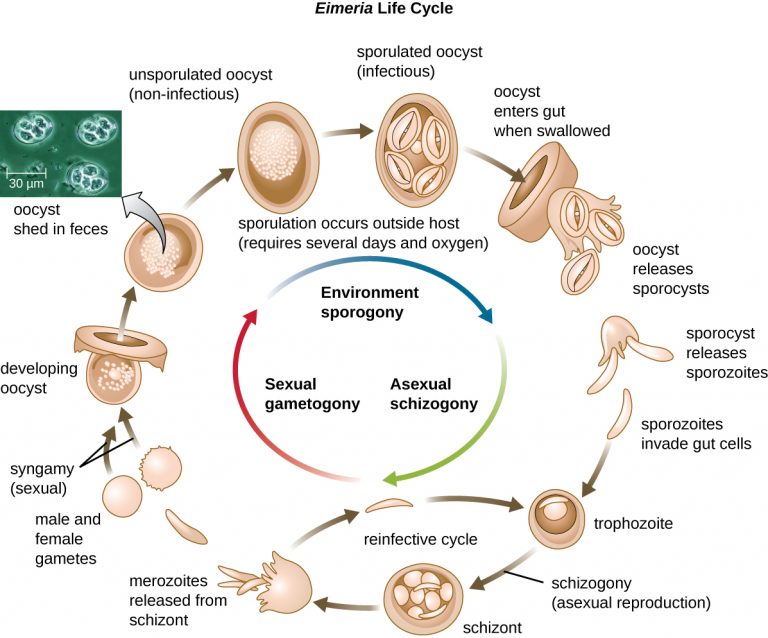 5.1 Unicellular Eukaryotic Parasites – Microbiology: Canadian Edition