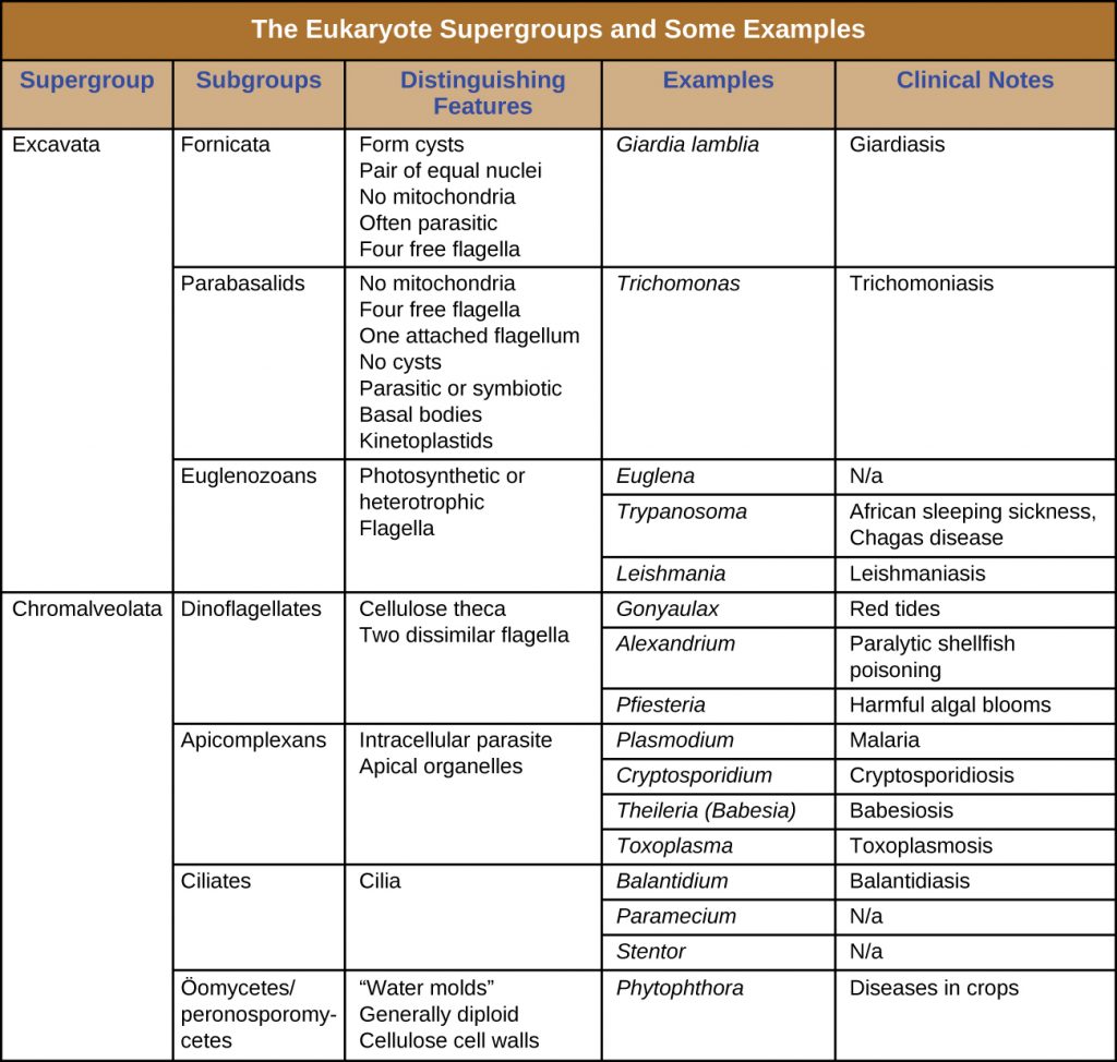 Table summarizing the eukaryote supergroups and some example species.