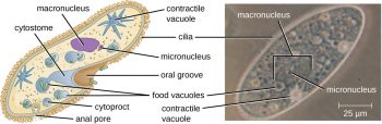 5.1 Unicellular Eukaryotic Parasites – Microbiology: Canadian Edition