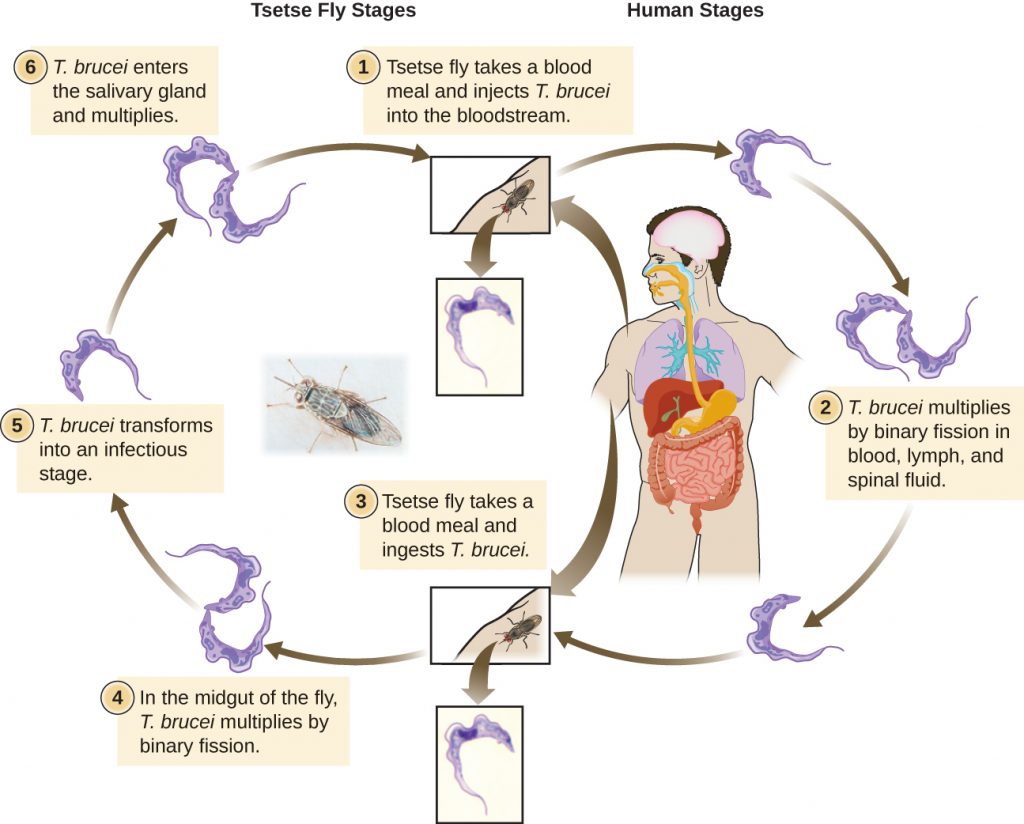 Fluid discharge from eyes of transgenic flies. The normal