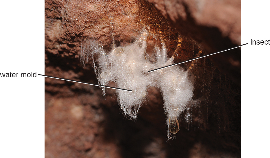 A photograph of an insect covered in white fuzz labeled water mould.