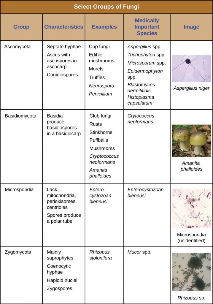 A table summarizing select groups of fungi.