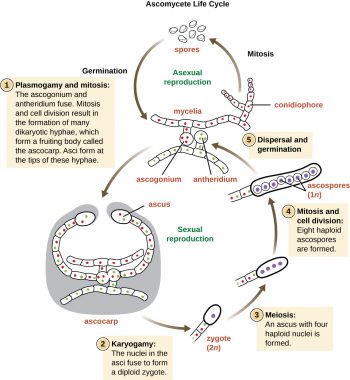 5.2 Fungi – Microbiology: Canadian Edition