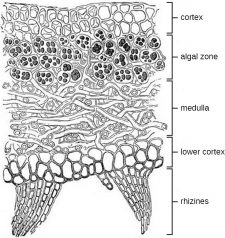 10.2 Microbial Symbioses: Lichens and Mycorrhizae – Microbiology ...