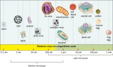 6.1 Viruses – Microbiology: Canadian Edition