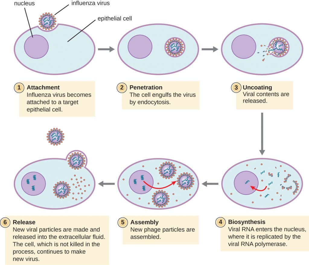 A diagram depicting the steps of influenza virus infection.