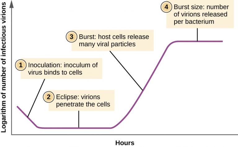 6.2 The Viral Life Cycle – Microbiology: Canadian Edition