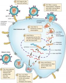 6.2 The Viral Life Cycle – Microbiology: Canadian Edition