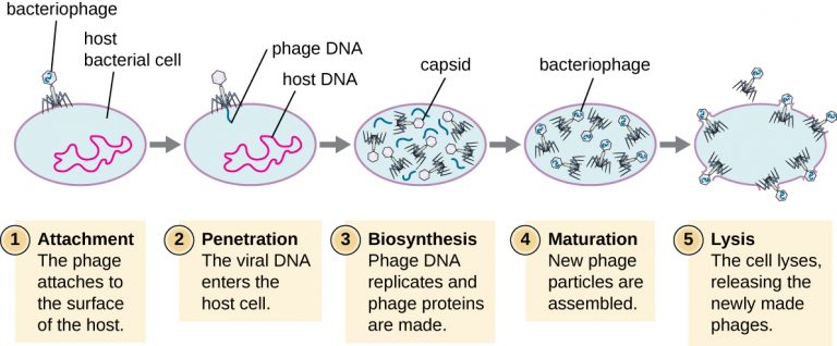 6.2 The Viral Life Cycle – Microbiology: Canadian Edition