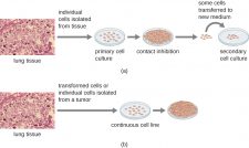 6.3 Isolation, Culture, and Identification of Viruses – Microbiology ...