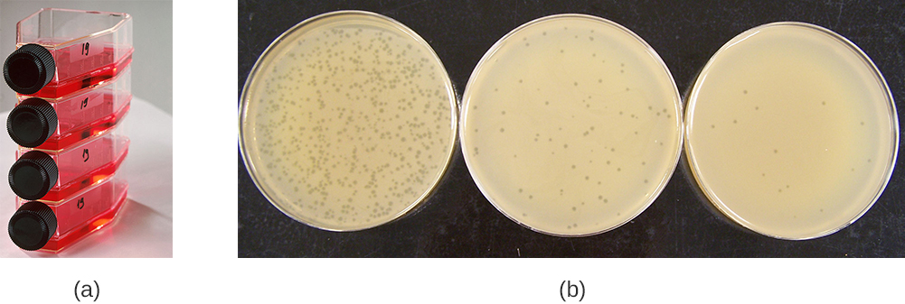 Figure a shows bottles laying on their side with red liquid; the bottles have screw-caps. Figure b shows 3 plates covered in bacterial growth (which is a smooth beige lawn). Each plate has small dots that are regions of no growth. Some plates have many of these plaques some have few.